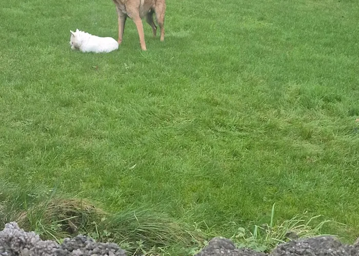 Wild Atlantic * Sligo